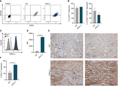 Human PD-L1 overexpression decreases xenogeneic human T-cell immune responses towards porcine kidneys